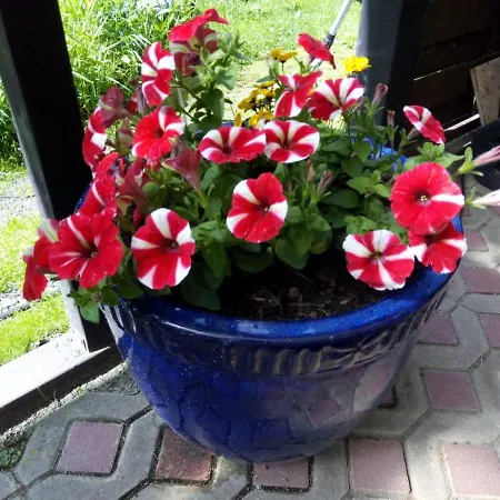 Rogowski Apartment Breitenbrunn (Saxony)